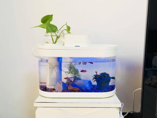 魚缸水泵聲音過大可能由多種因素引起養魚的樂趣：魚缸水泵噪音大怎么辦