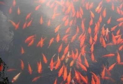 紅鯉魚魚缸溫度要多少度合適呢（冬季養魚技巧大揭秘）