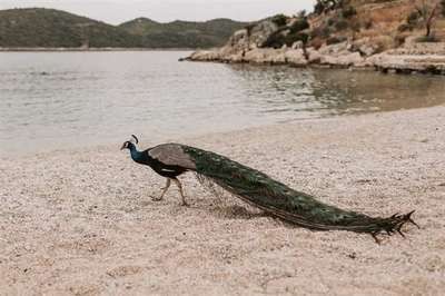 紅鯉魚魚缸溫度要多少度合適呢（冬季養魚技巧大揭秘）