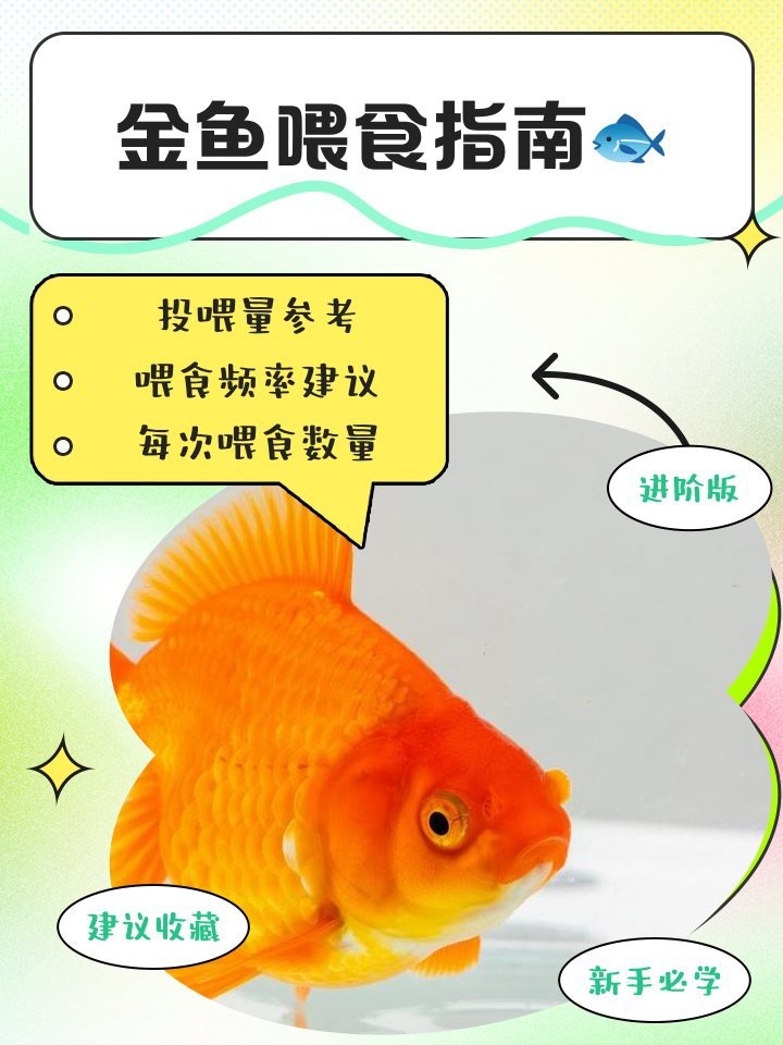50厘米過背金龍魚多久喂一次？