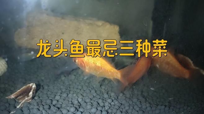龍頭魚有什么禁忌 龍頭魚有什么禁忌 龍魚論壇 第5張