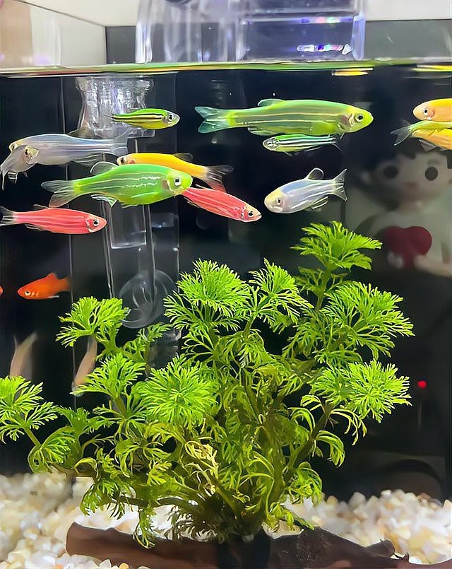 適合新手懶人養(yǎng)的魚
