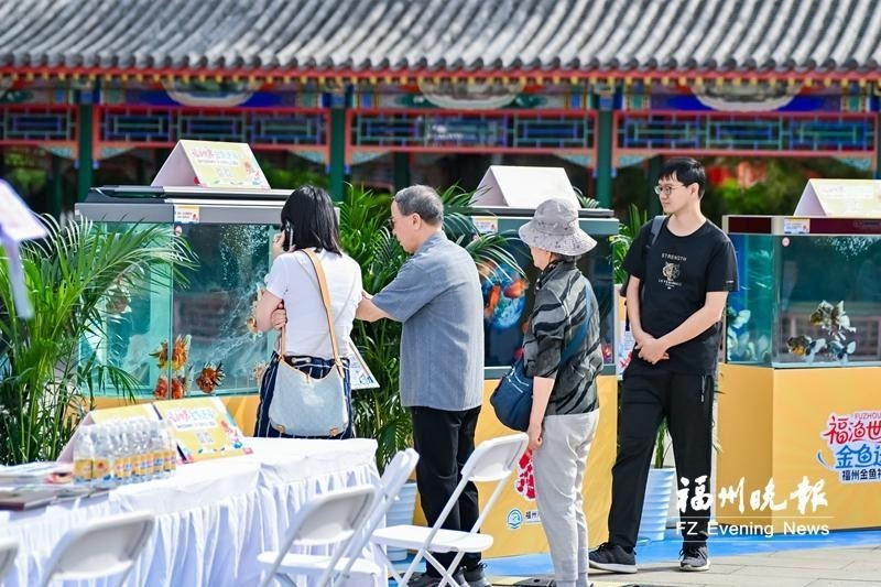 柘榮縣有沒有龍魚愛好者協會？（柘榮縣是否有龍魚愛好者協會？）