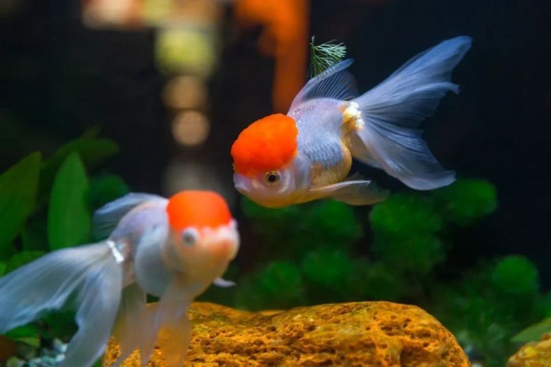 還有哪些福州金魚展覽活動？