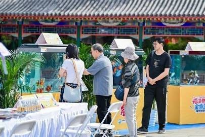 還有哪些福州金魚展覽活動？