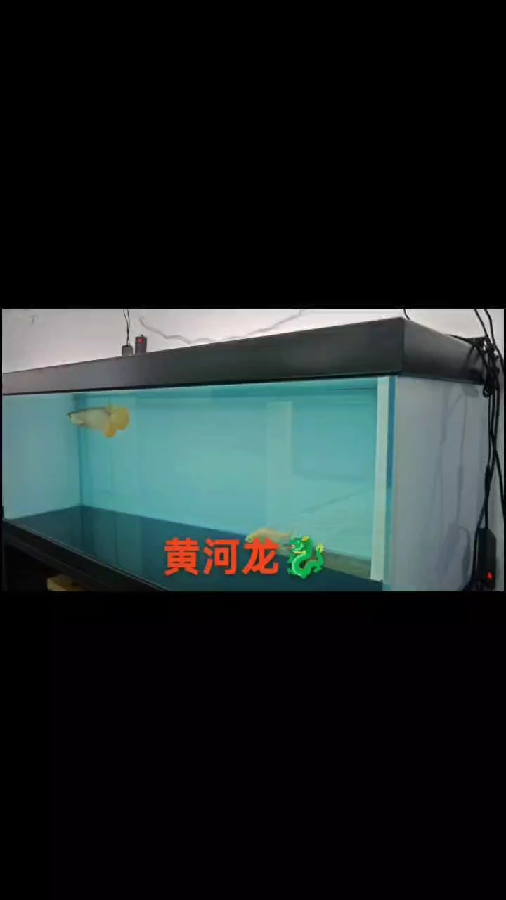 魚硬，魚食更硬，需要高端龍魚，高品質