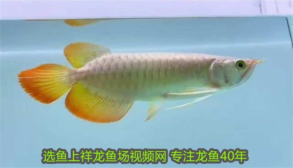 白色招財龍魚：白色招財龍魚，風水靈獸與觀賞藝術的完美結合