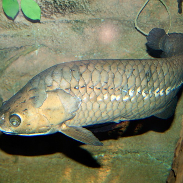 舌骨魚和龍魚一樣嗎