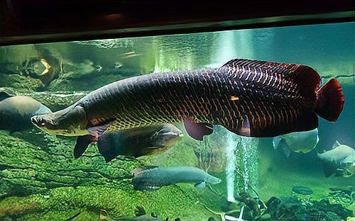 舌骨魚和龍魚一樣嗎