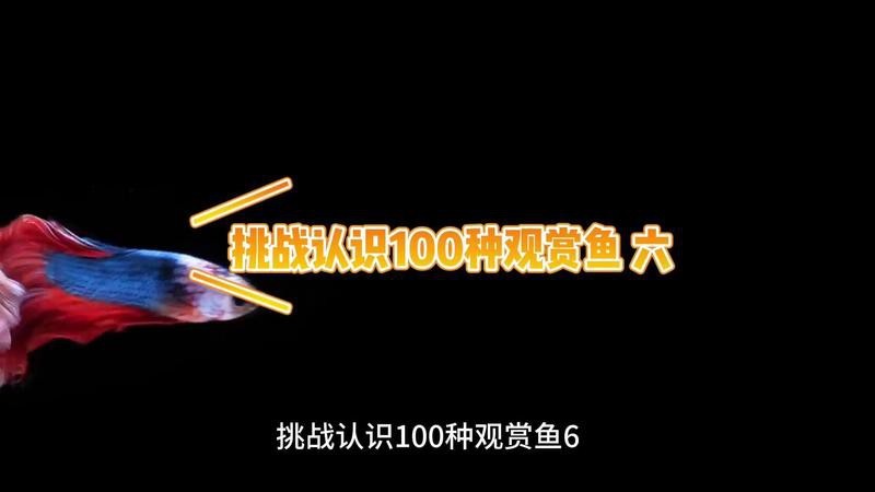 舌骨魚和龍魚一樣嗎