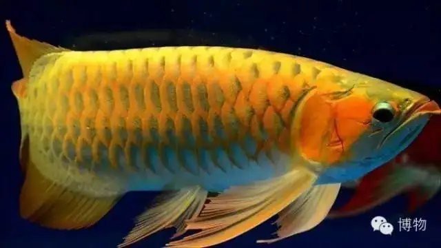 舌骨魚和龍魚一樣嗎