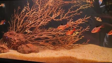 海王水族用品公司的研發歷程：海王水族用品公司的信息