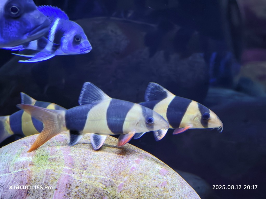 三間鼠專場 三間鼠專場 龍魚論壇 第3張