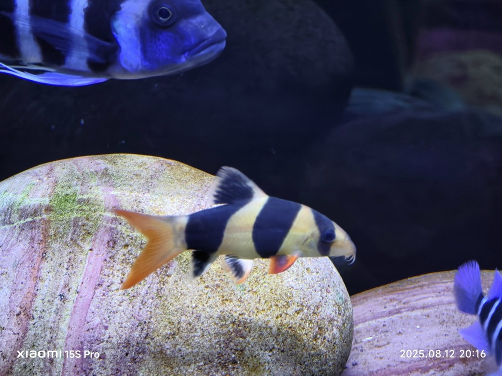 三間鼠專場 三間鼠專場 龍魚論壇 第4張