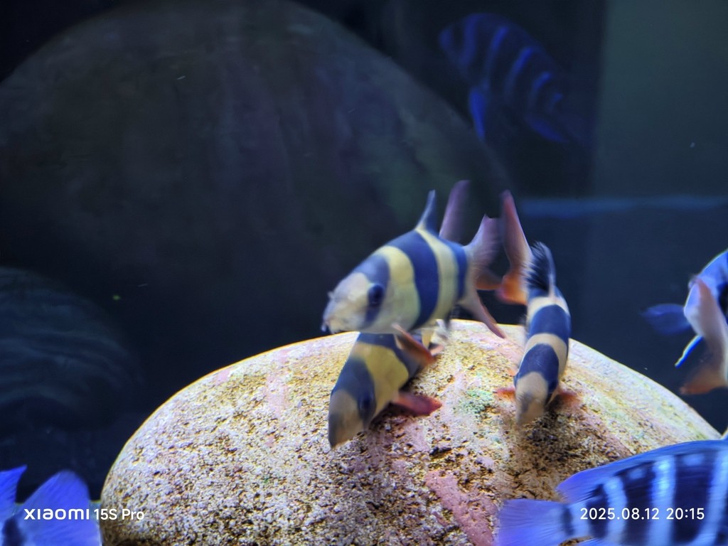 三間鼠專場 三間鼠專場 龍魚論壇 第5張