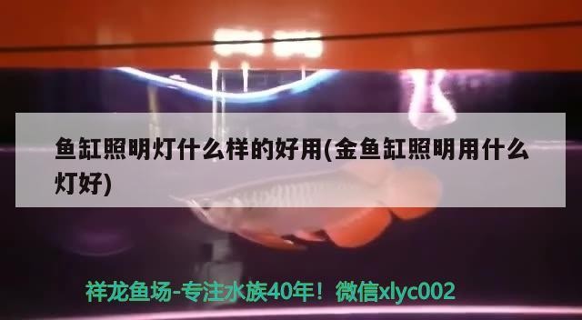 楚雄市鹿城自然水族店