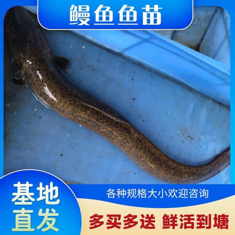 紅鰻魚一斤多少錢