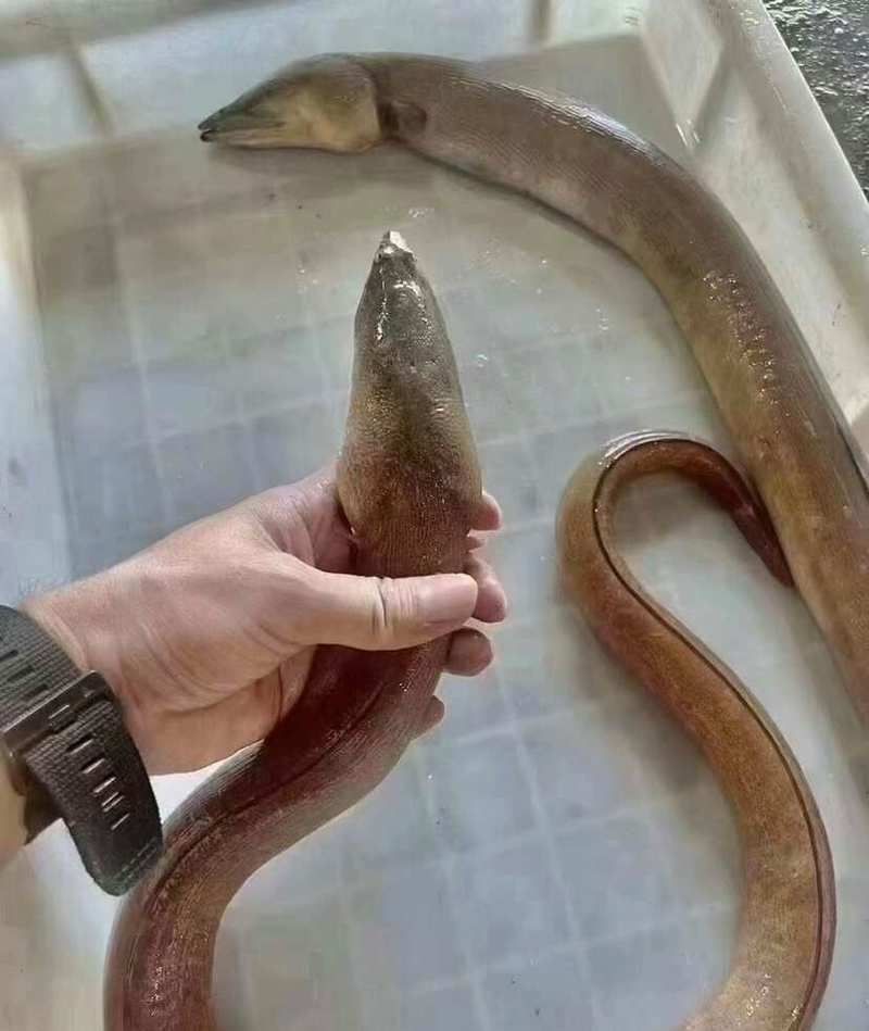 紅鰻魚一斤多少錢