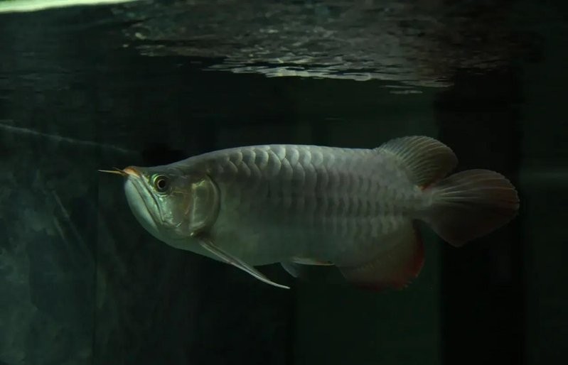 如何預防紅龍魚的掉眼？ 如何預防紅龍魚的掉眼？ 2025長城杯龍魚大賽 第4張