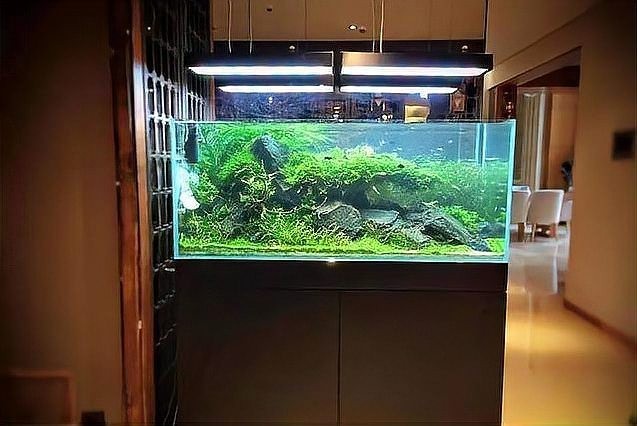 如何欣賞水草造景的藝術美？