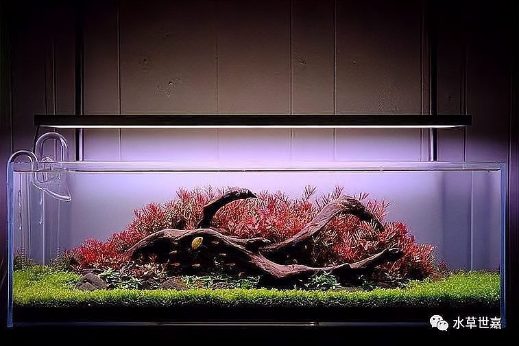 印尼虎苗5，印尼虎苗飼養每日操作清單 印尼虎苗5，印尼虎苗飼養每日操作清單 龍魚百科 第1張