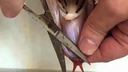 龍魚麻藥過量咋救：龍魚使用麻藥后出現過量的情況需要采取一系列的急救措施