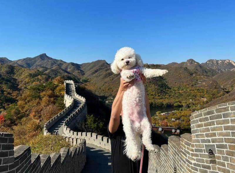 水長城寵物多少錢一只2023年最新價目表