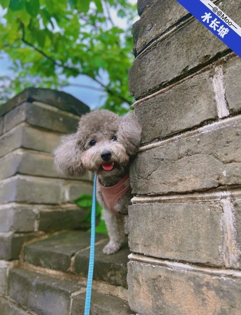 水長城寵物多少錢一只2023年最新價目表