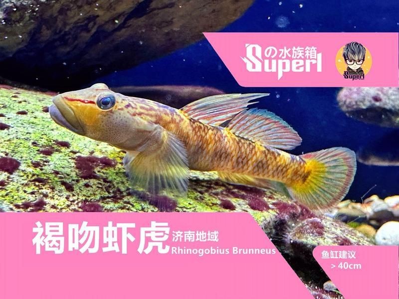 五大連池市海洋水族館（五大連池新開的水上樂園）