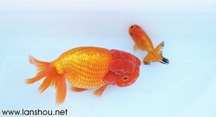 紅老虎魚可以和龍魚混養么，紅老虎魚和龍魚能混養么：紅老虎可以和龍魚混養么？