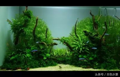 魚缸造景制作方法