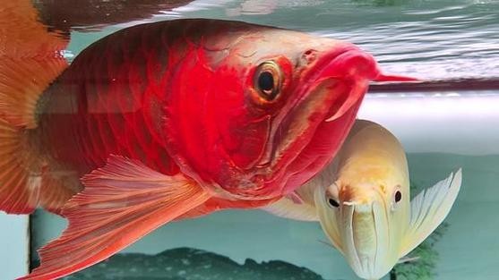 長城杯龍魚大賽怎么報名