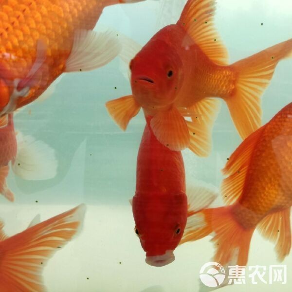 鯽魚10元一條貴么