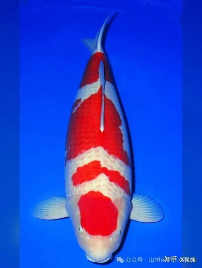 有哪些著名的觀賞魚(yú)比賽？