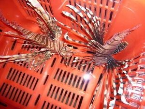 海南海水觀賞魚為啥養(yǎng)不活了呢（關(guān)于海南海水觀賞魚養(yǎng)不活的問題）