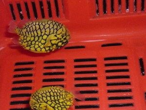 海南海水觀賞魚為啥養不活了呢（關于海南海水觀賞魚養不活的問題）