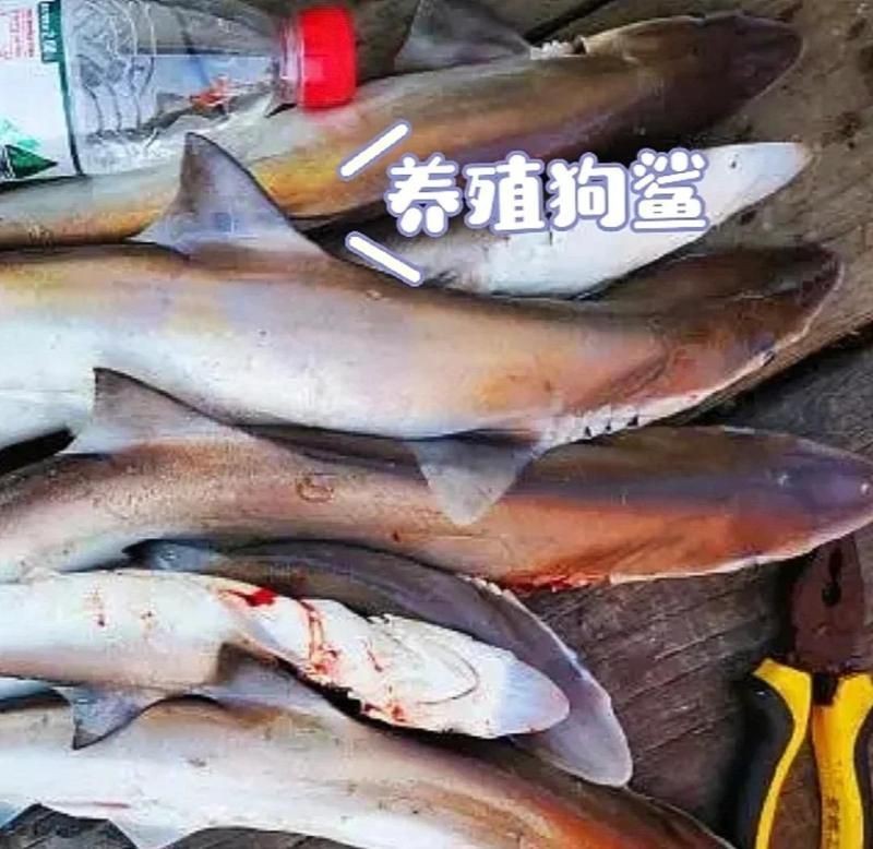 狗鯊和貓鯊哪個貴