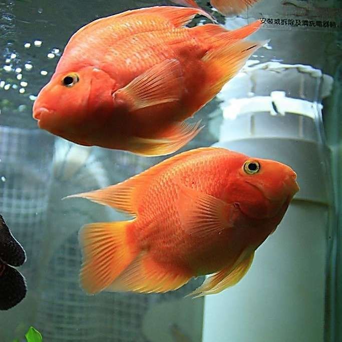 紅財神魚產卵的順序和特點