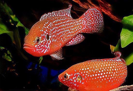 紅財神魚產卵的順序和特點