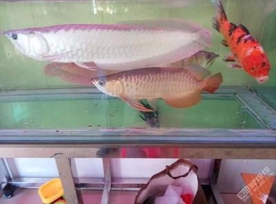 金龍魚30公分多少錢（30公分的金龍魚價格不一30公分的金龍魚價格不一）