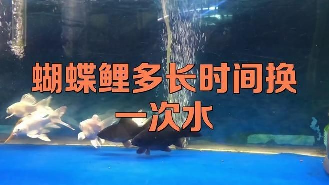 蝴蝶魚多久換一次水