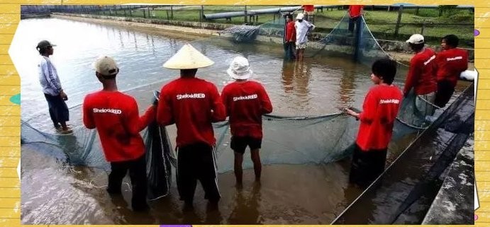 紅龍魚野外棲息地紀(jì)錄片哪里找？