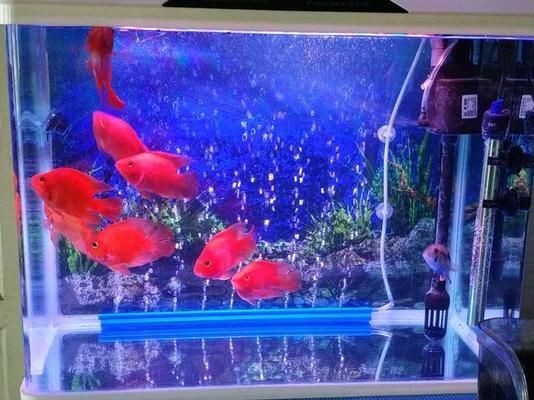 新諾明魚缸用量多少：復(fù)方新諾明對(duì)魚體健康有影響嗎