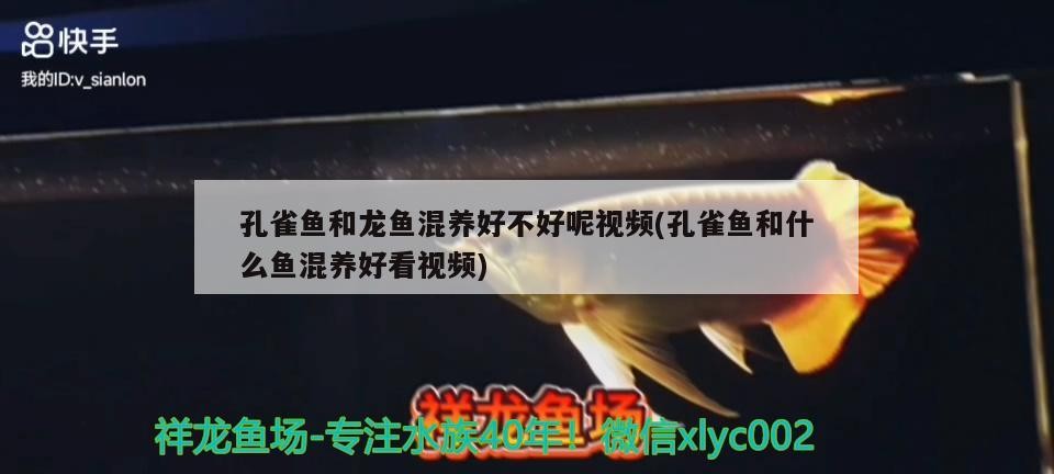 湛江市霞山區佳鴻寵物店