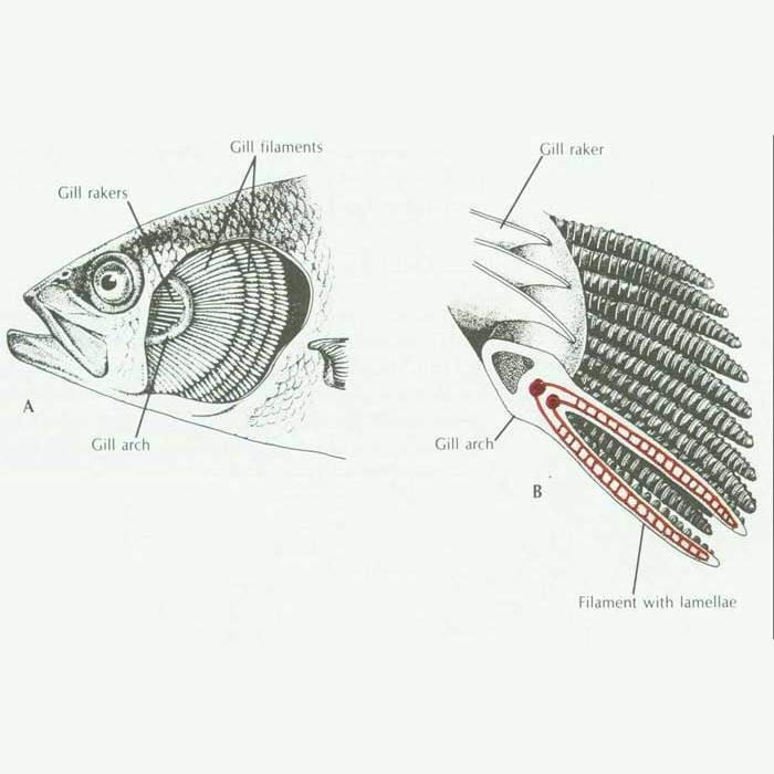 鯊魚呼吸是腮還是肺