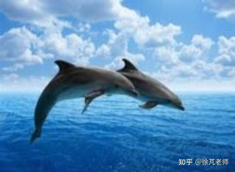 鯊魚呼吸是腮還是肺