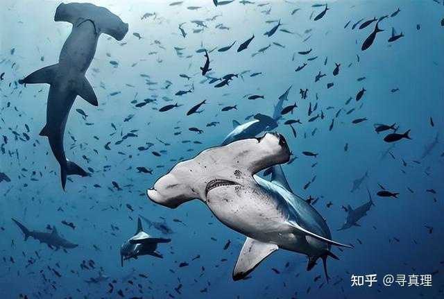 鯊魚呼吸是腮還是肺