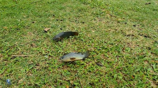 鯊魚呼吸是腮還是肺