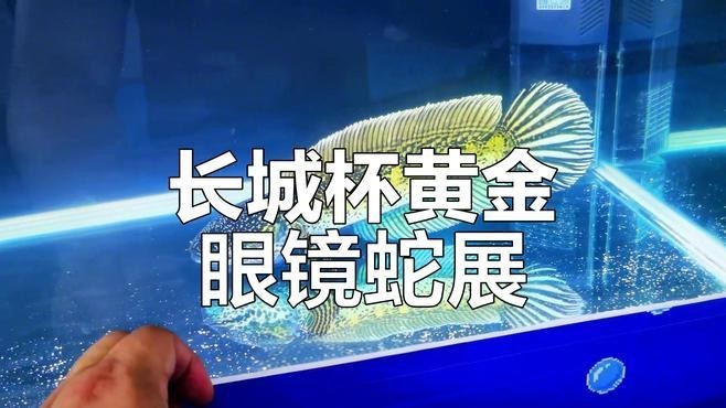 長城杯雷龍魚比賽組別