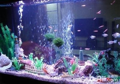 魚缸水發綠最佳解決辦法圖片（魚缸水發綠怎么辦）